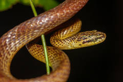 Northern Marbled Nocturnal Tree Snake photo 4