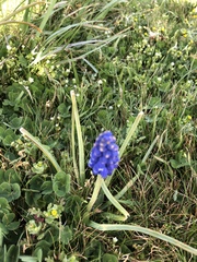 Muscari neglectum