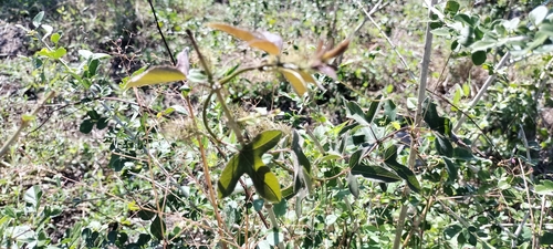 Image of Passiflora ciliata by (c) Tereso Hernández Morales, some rights reserved (CC BY)
