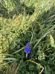Muscari neglectum
