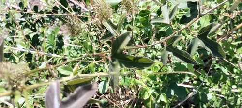 Image of Passiflora ciliata by (c) Tereso Hernández Morales, some rights reserved (CC BY)