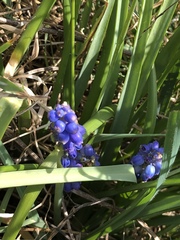 Muscari armeniacum