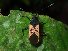 Leptoscelis limbativentris