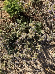 Phacelia coerulea