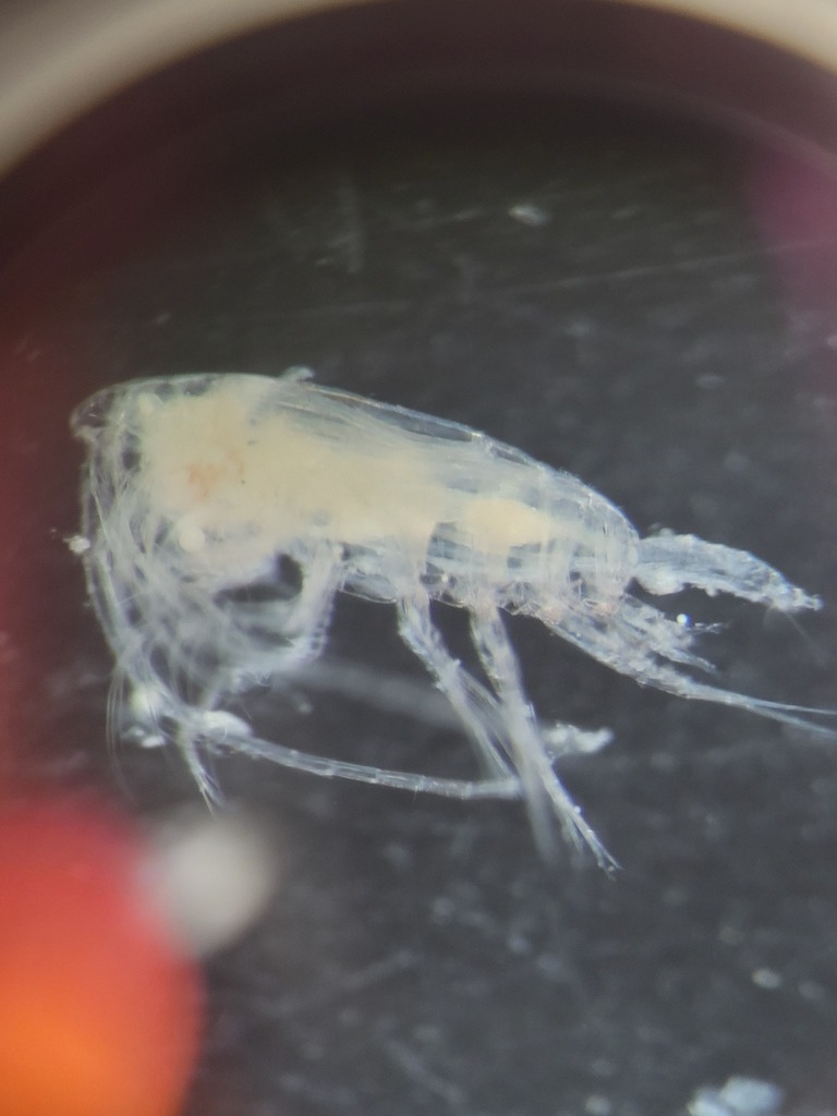 Candacia elongata