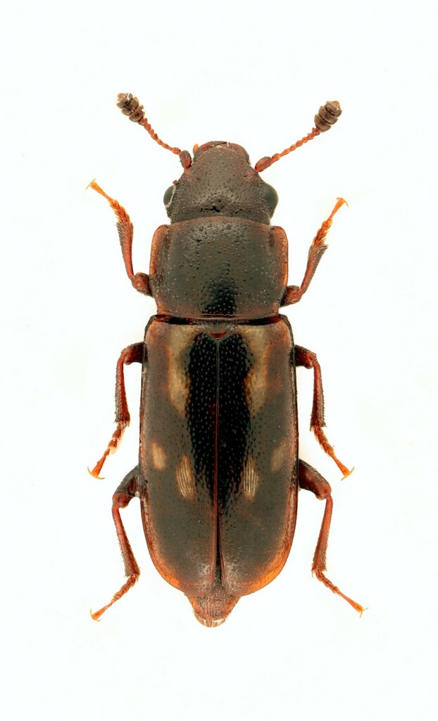 Glischrochilus vittatus