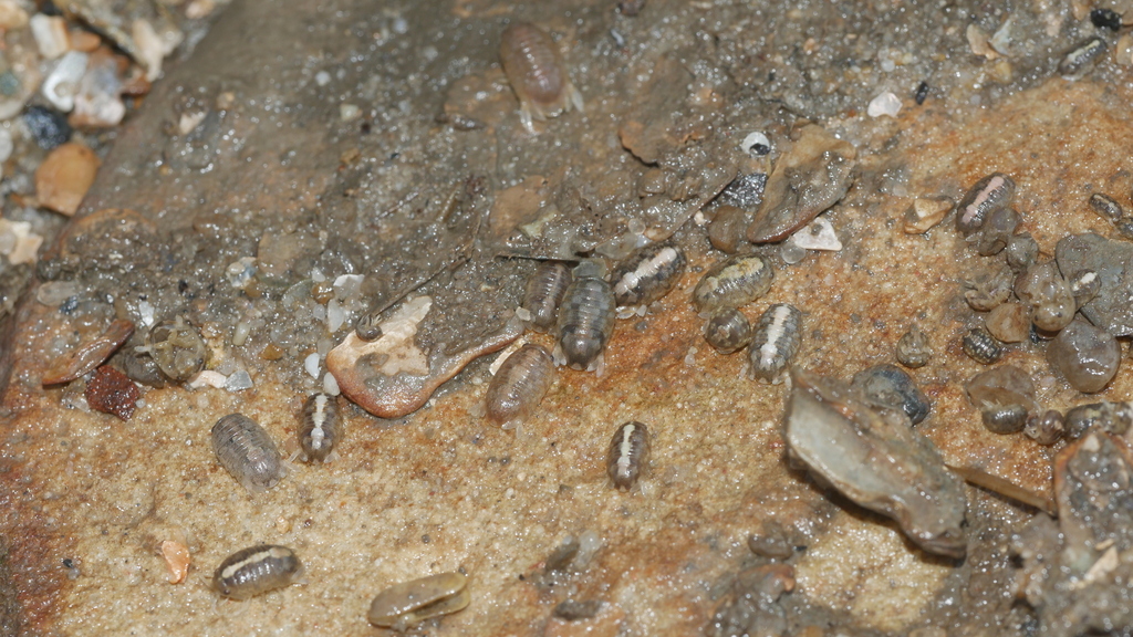 Sphaeroma