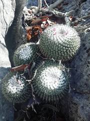 Mammillaria orcuttii