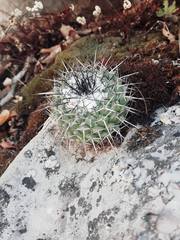 Mammillaria orcuttii