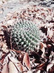 Mammillaria orcuttii