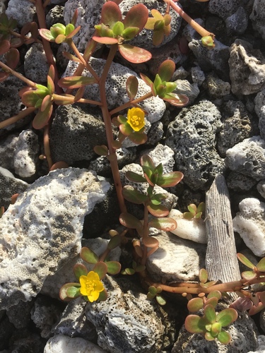 Portulaca oleracea observed 2019-03-23