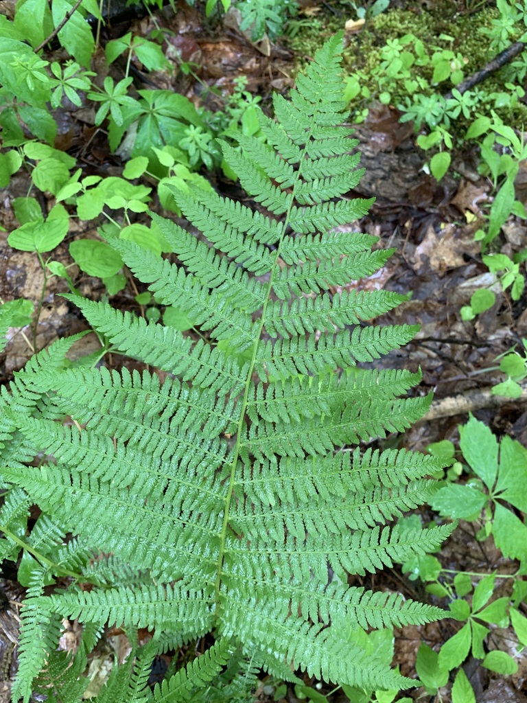 northern lady fern from Dutchess County, NY, USA on May 30, 2021 at 02: ...