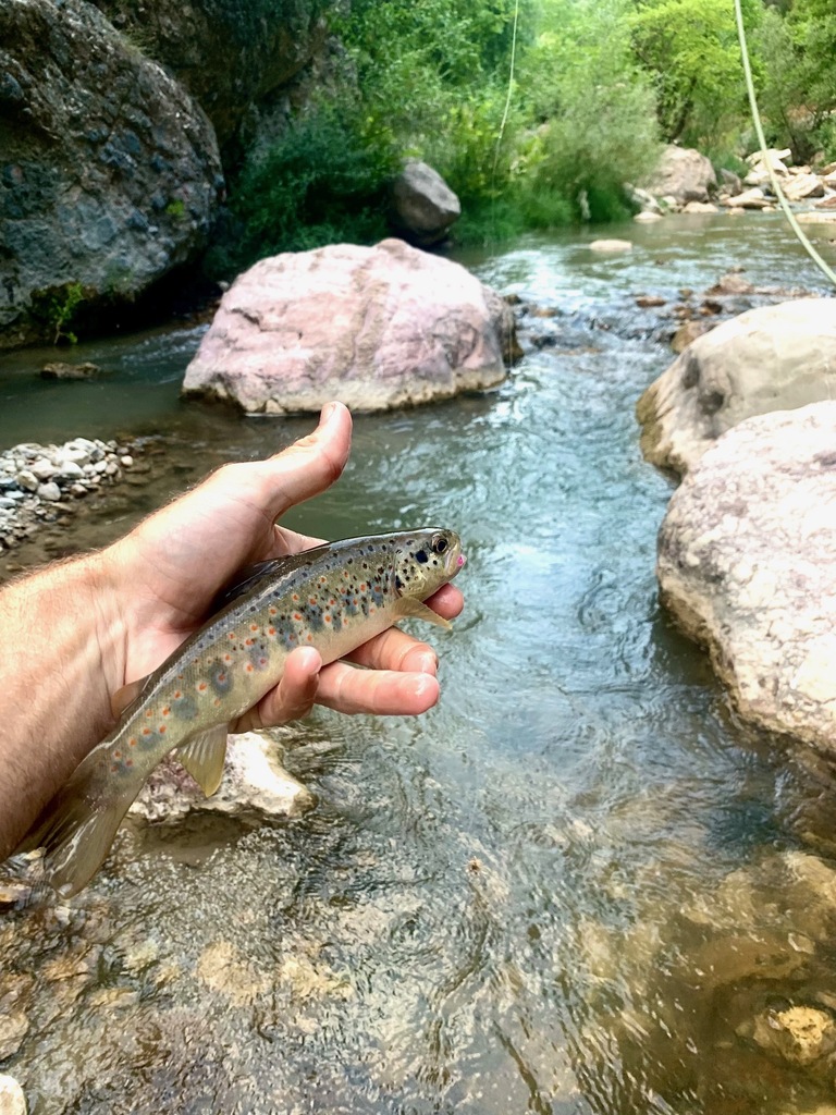 Alakir Trout