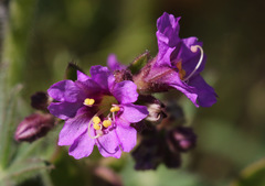 Mirabilis laevis