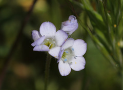 Gilia angelensis