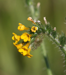 Amsinckia menziesii