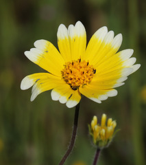 Layia platyglossa