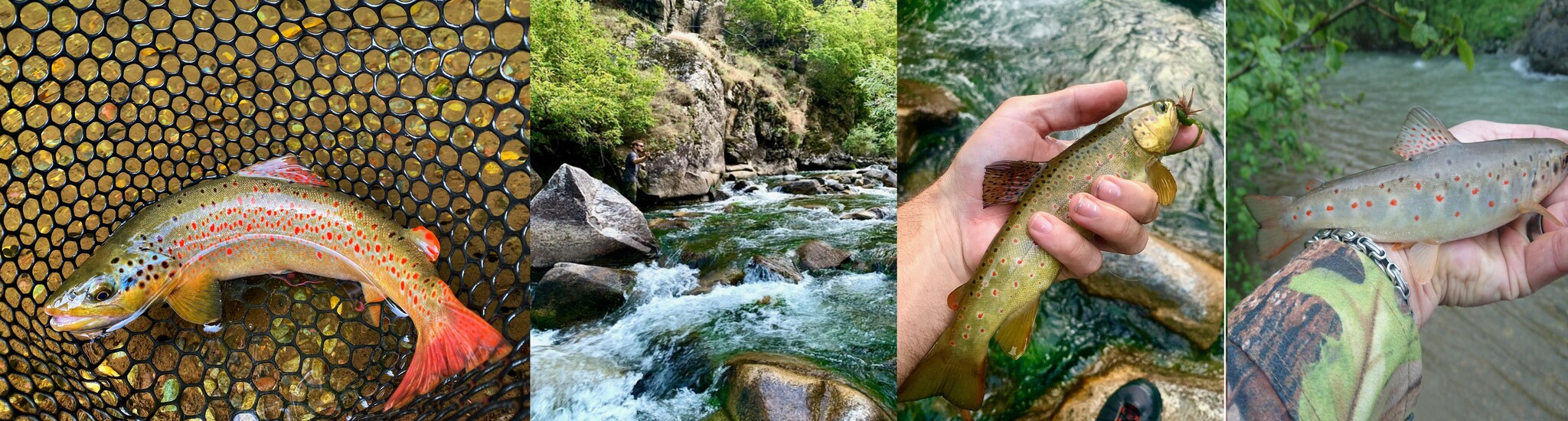 Anatolian Sea Trout photo 3