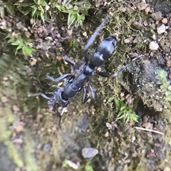 Leptogenys falcigera