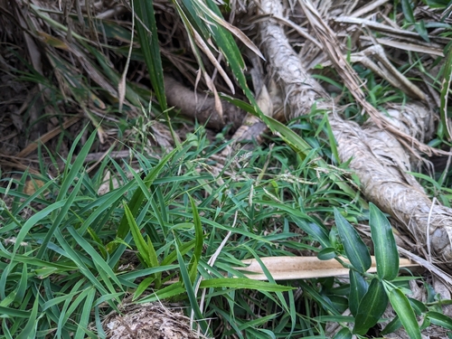 Capillipedium kwashotense observed 2023-10-30