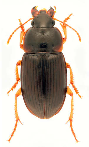 New Brunswick Harp Ground Beetle