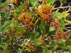 Psittacanthus cucullaris