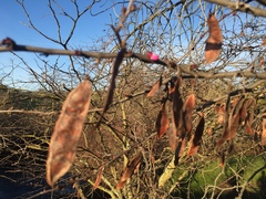 Cercis occidentalis