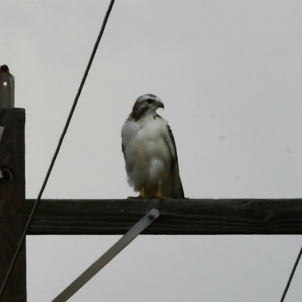 Krider's Red-tailed Hawk from San Benito, TX 78586, USA on November 9 ...