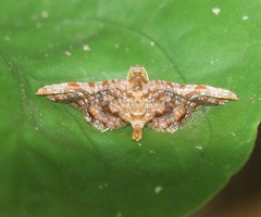 Calindoea cumulalis