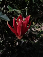 Coccinea