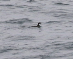 Synthliboramphus scrippsi