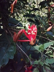 Coccinea