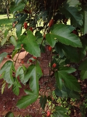 Coccinea