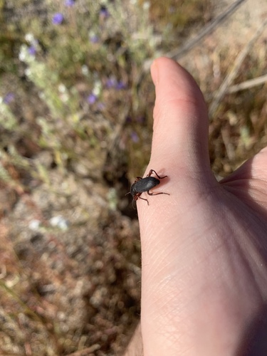 iNaturalist observation photo of Argoporis