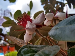 Feijoa sellowiana