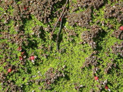 Montitega dealbata
