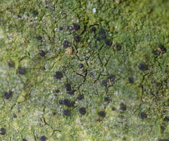 Bilimbia sabuletorum