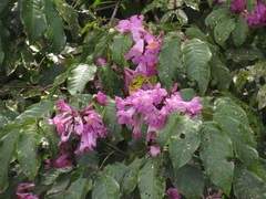 Handroanthus barbatus