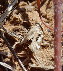 Aristotelia elegantella