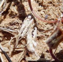 Aristotelia elegantella