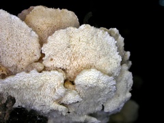 Cerrena zonata