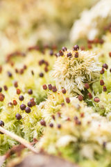 Sphagnum strictum
