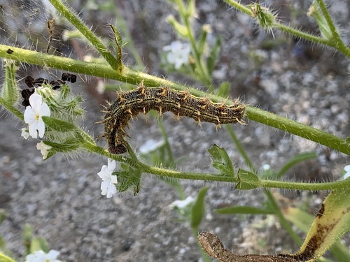 iNaturalist observation photo of Painted Lady