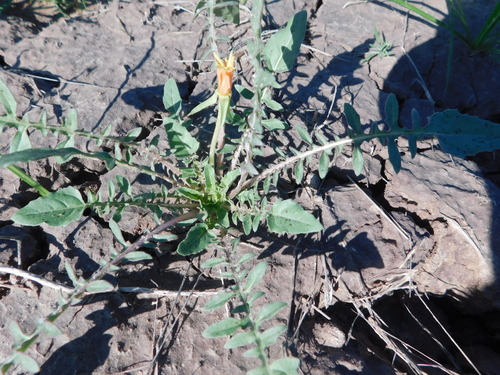 yellow evening primrose (Oenothera flava)