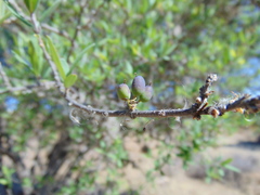 Forestiera phillyreoides