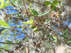 Forestiera phillyreoides