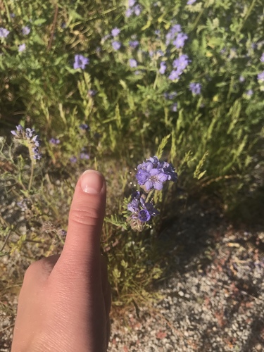 iNaturalist observation photo of Scorpionweeds