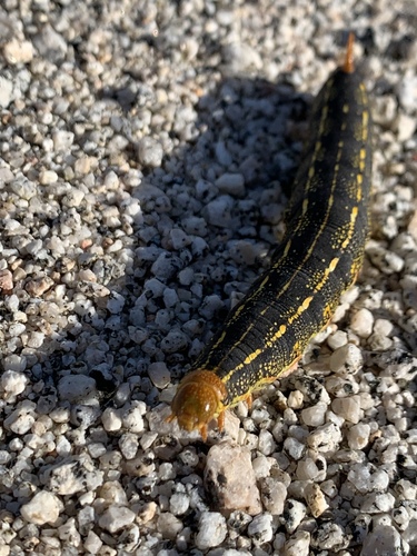 iNaturalist observation photo of White-lined Sphinx