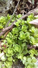 Sedum rhodocarpum