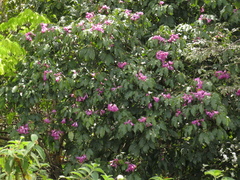 Handroanthus barbatus